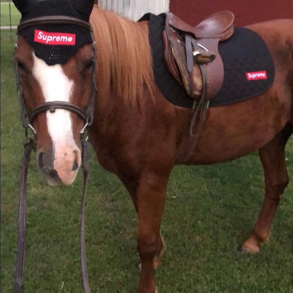 Meet your Posher, Kkyle